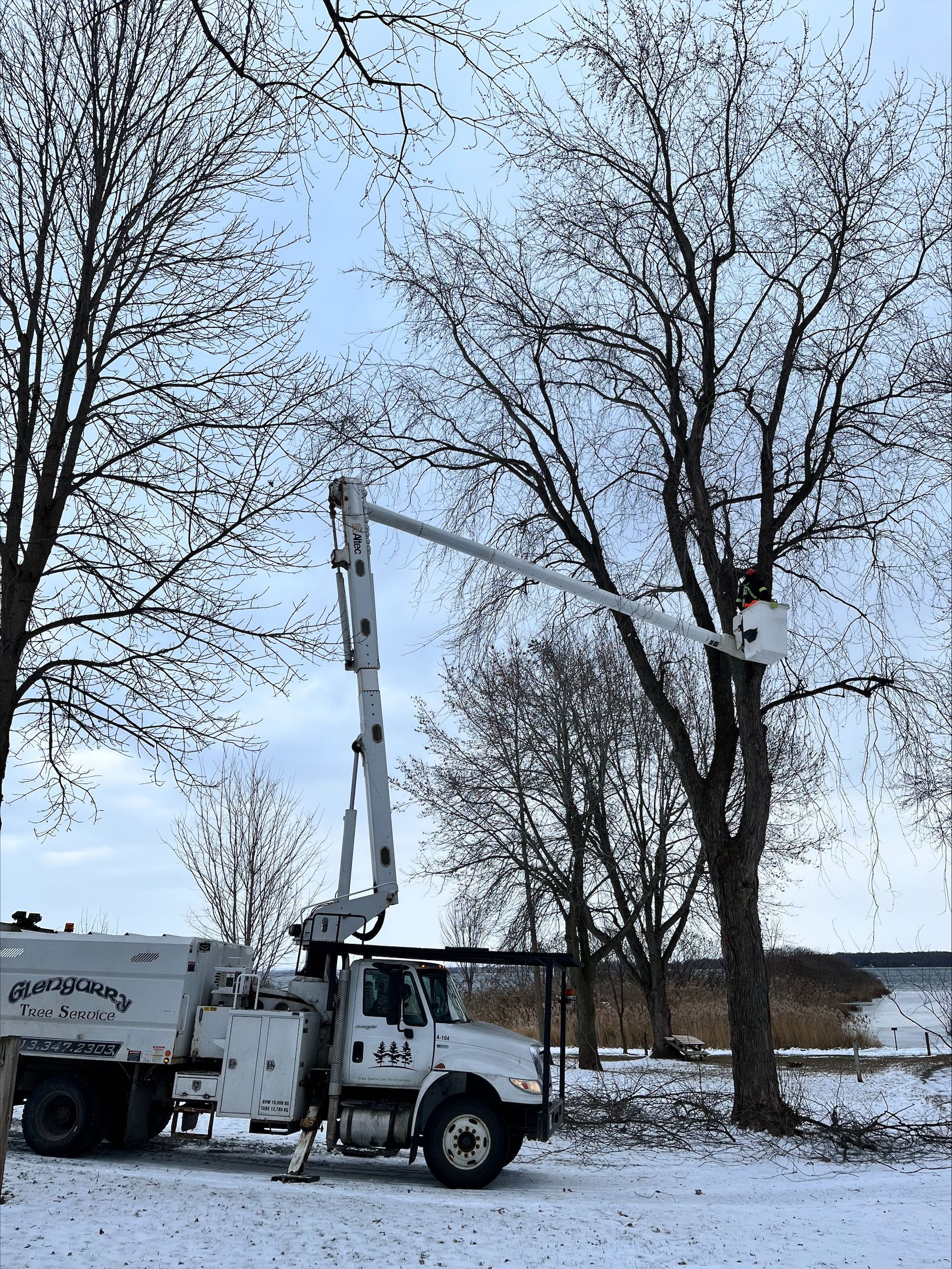 Tree trimming truck with boom extended, reaching up into a bare tree. Snowy ground, overcast sky.