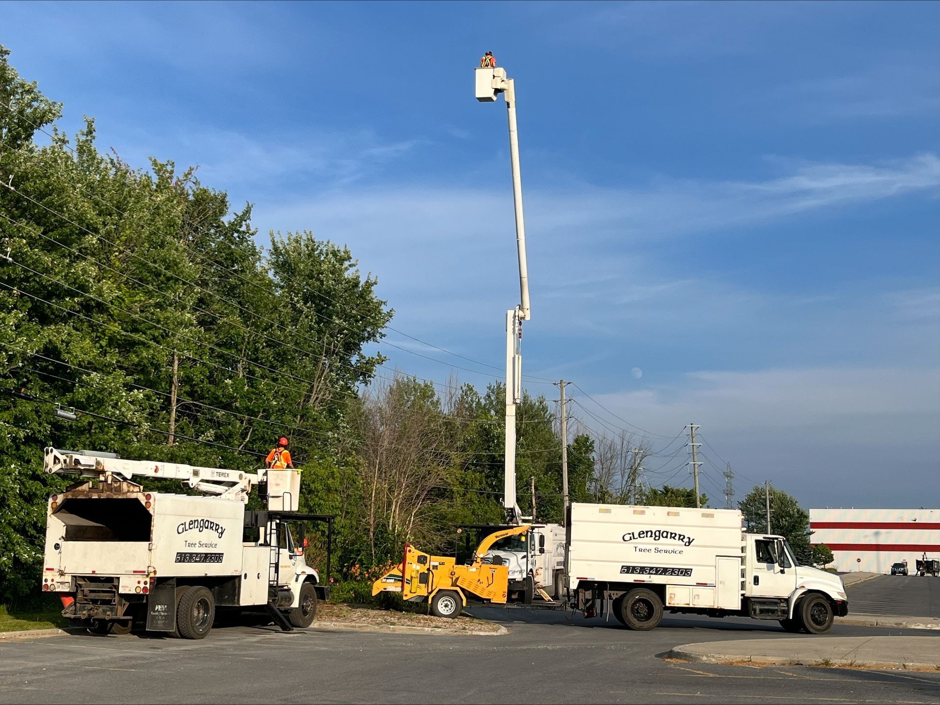 Tree service trucks and lift trimming trees under a blue sky.