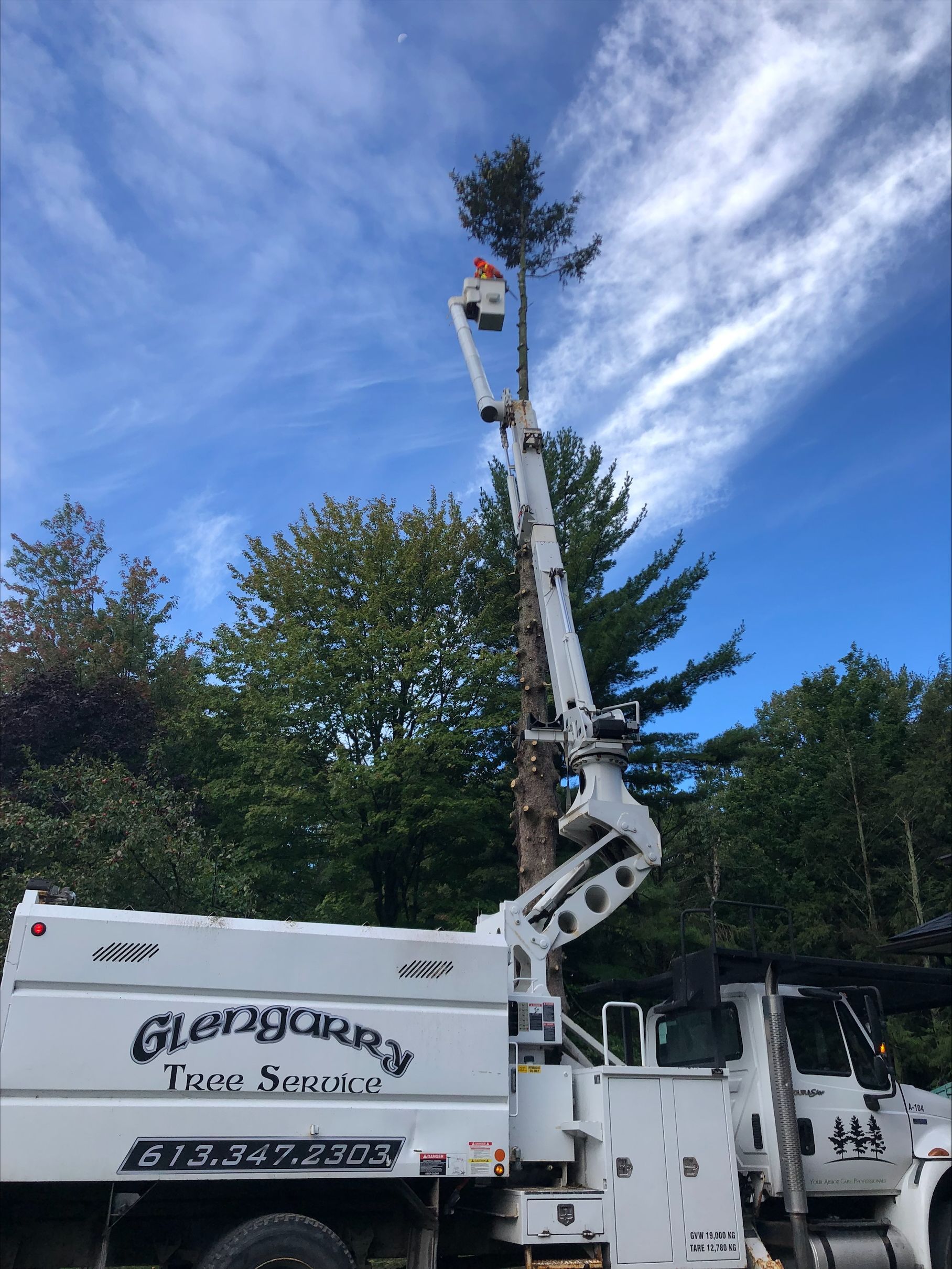 White tree service truck with extended lift trimming a tall tree against a blue sky.