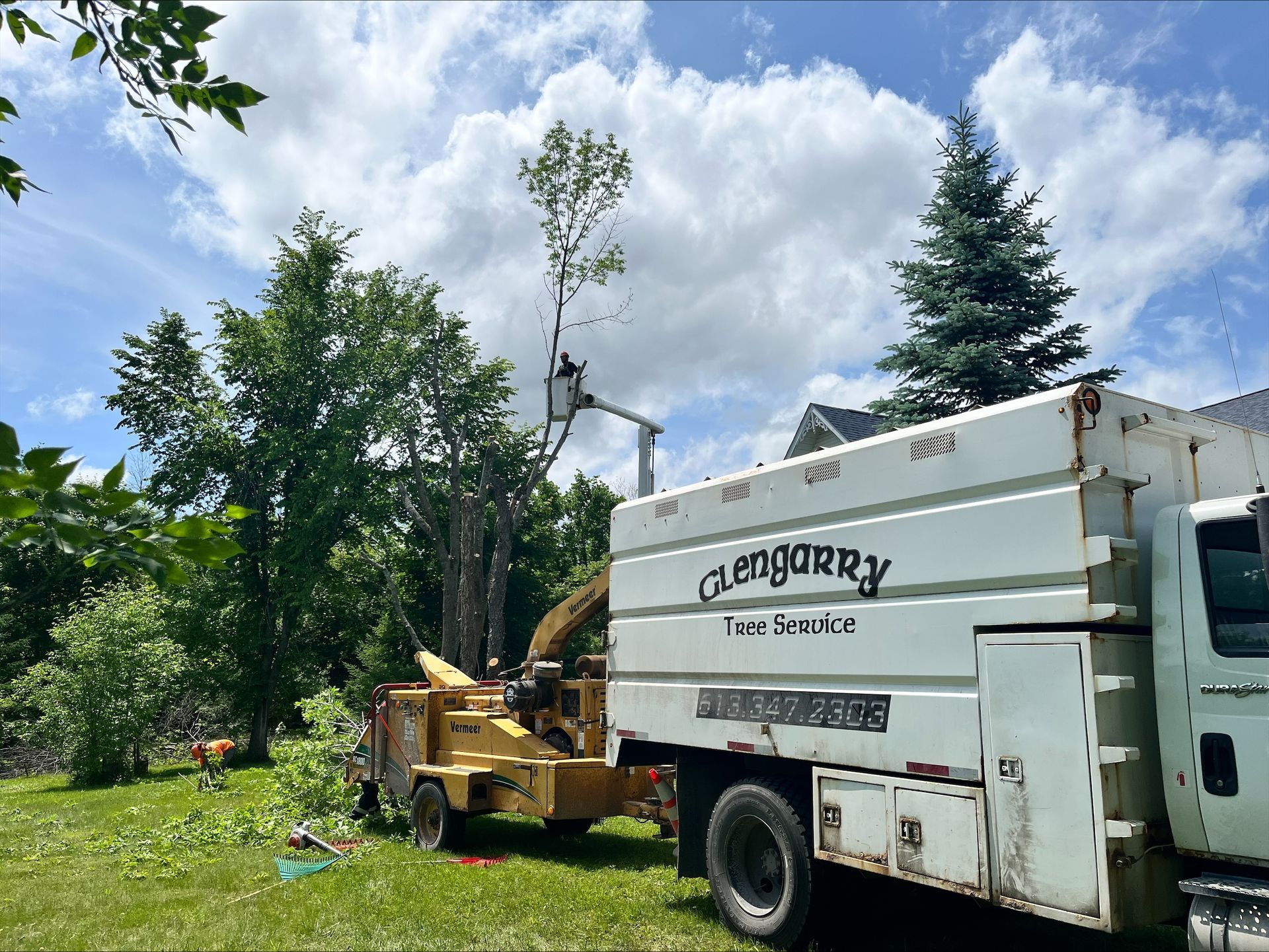 Tree removal service. Truck with a chipper, tree trimming from a lift, sunny day.