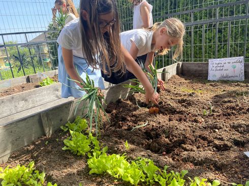 Two young girls are planting lettuce in a garden.