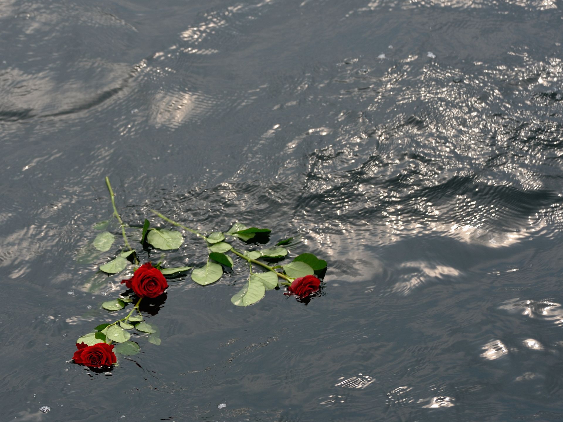 Rose im Meer