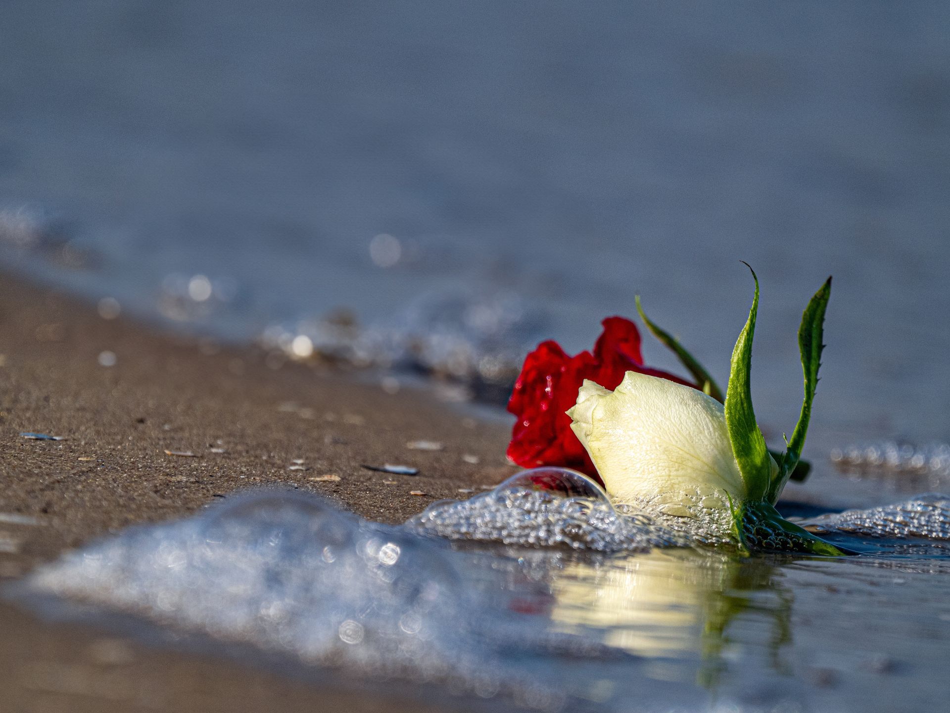 Rote Rose am Meer als Symbol der Seebestattung