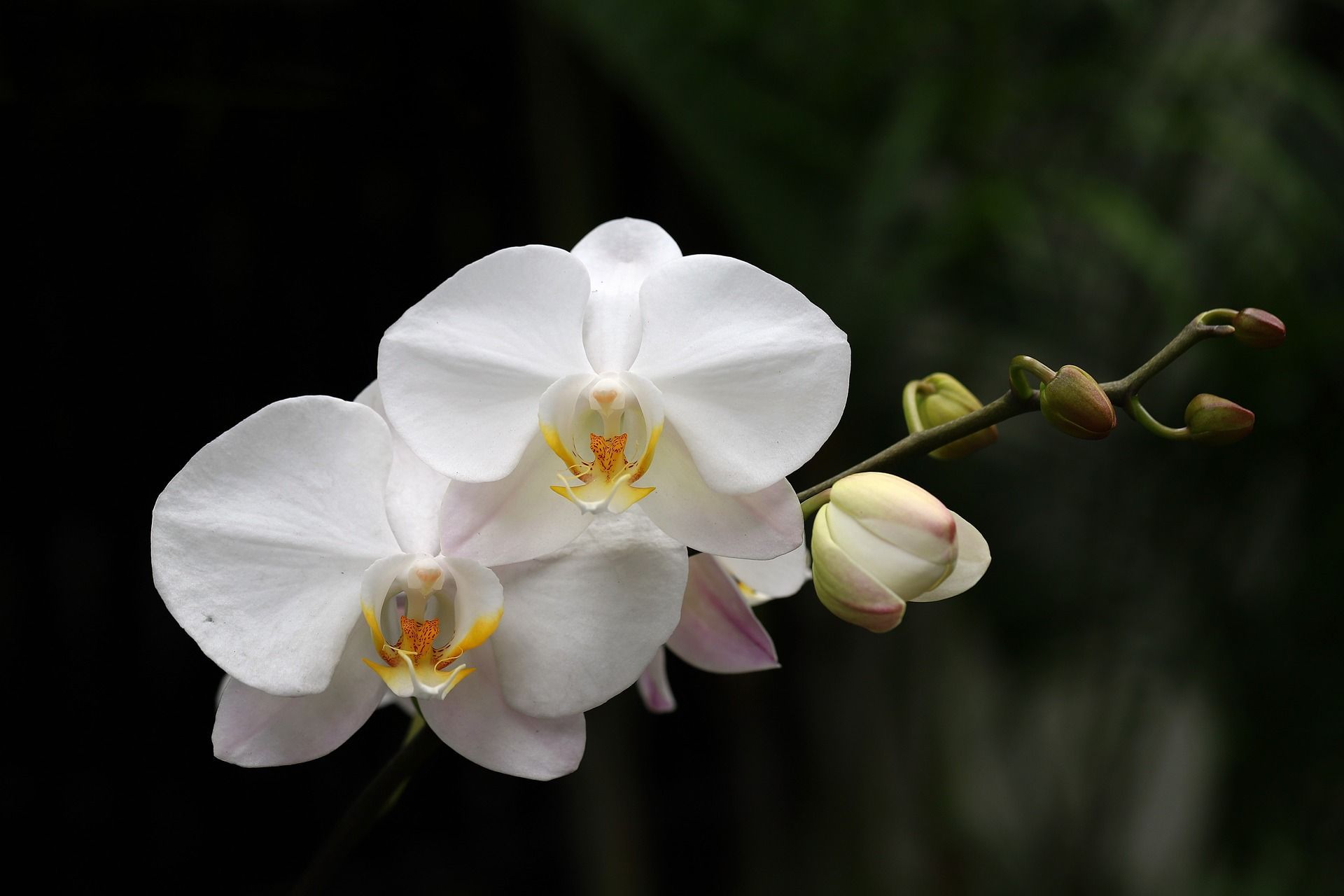 White orchid blossoms with yellow centers on a dark background