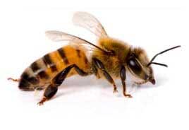 SERVI CONTROL DE PLAGAS- Abejas