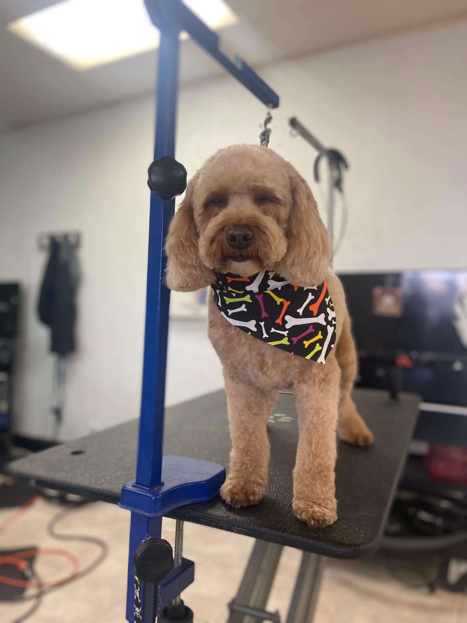 Photo inspiration: Gallery Detail: Pet Grooming Services Sparks Nv