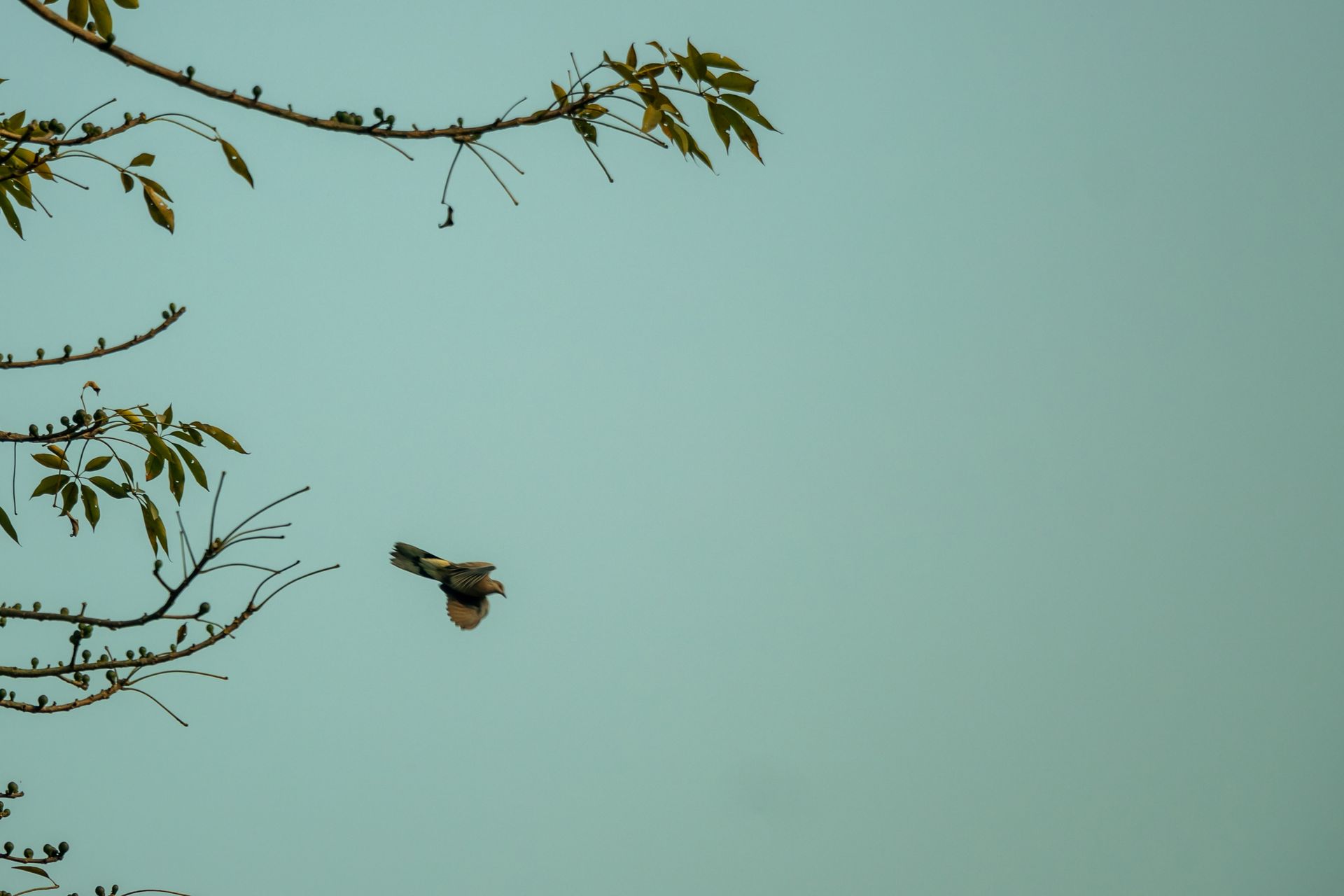 Bird flying against a pale blue sky, framed by leafy branches at the edges Bird flying against a pale blue sky, framed by leafy branches at the edges