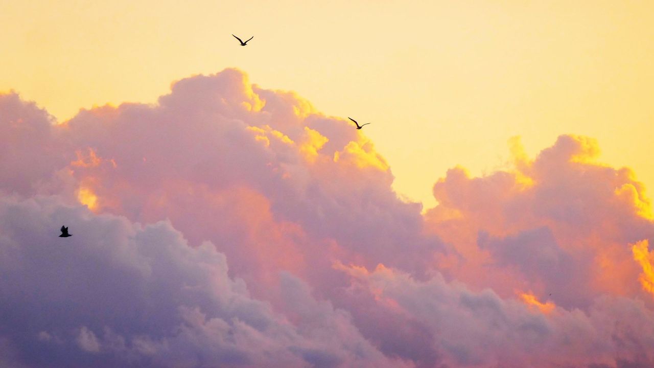 Sunset clouds glowing pink and orange, with small birds flying overhead Sunset clouds glowing pink and orange, with small birds flying overhead