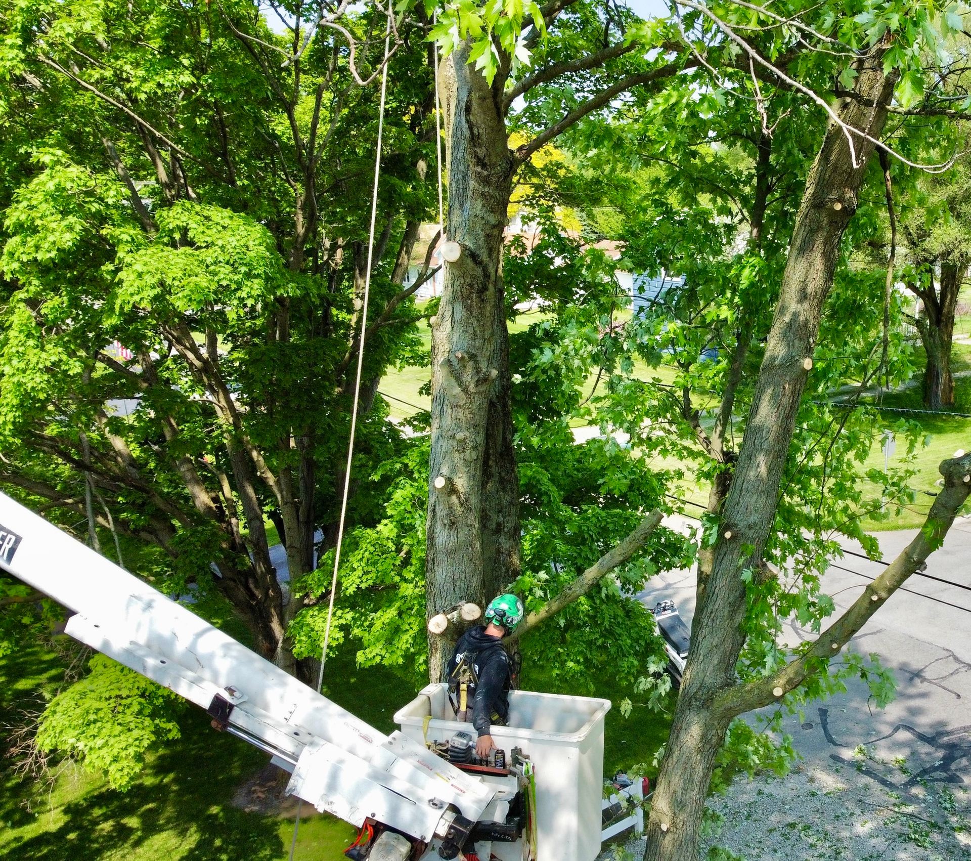 A tree care worker in a lift basket is trimming a tall tree with green leaves on a sunny day.