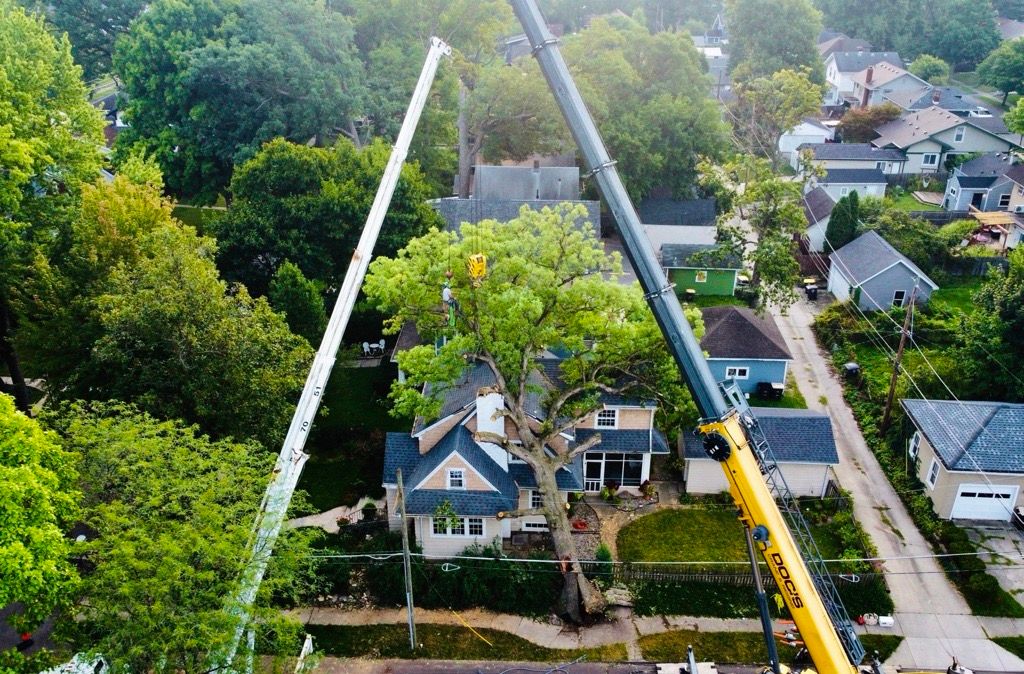 Two cranes lifting branches of a large tree in a residential area. Homes and green foliage surround.