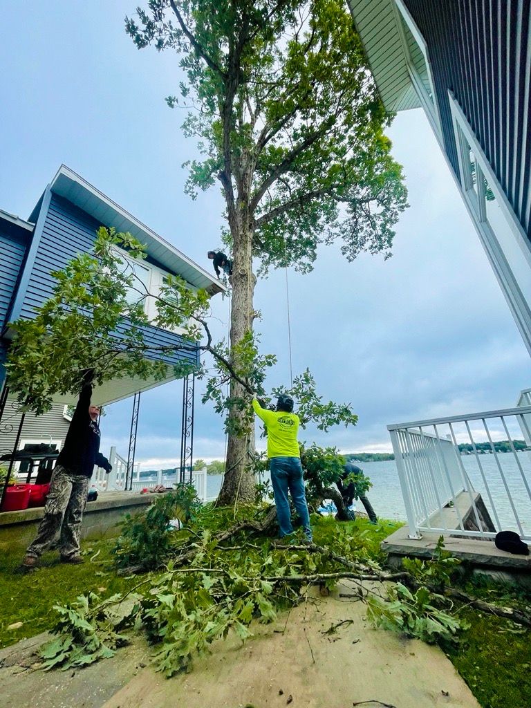 Tree trimmers cutting a tall tree near buildings and water under a cloudy sky.