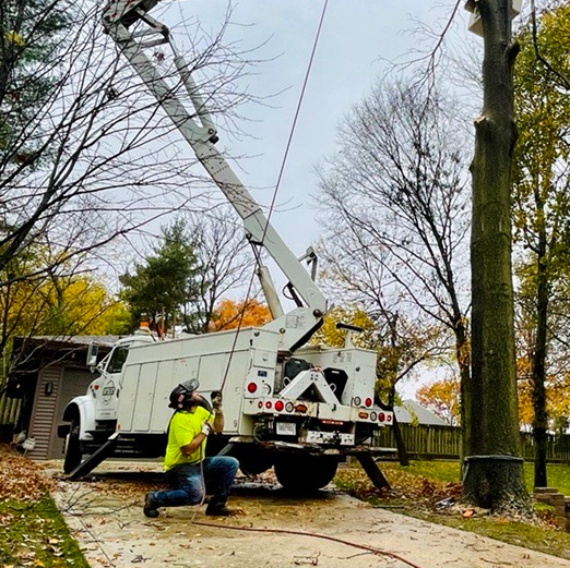 Tree removal crew using a lift truck. One person in a harness, another on the ground, trees and overcast sky.