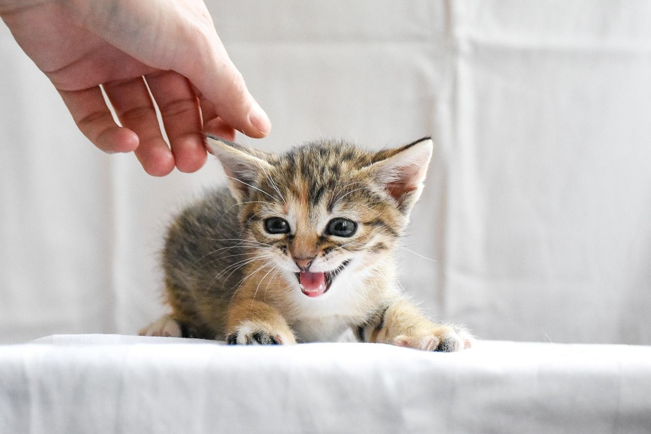 Tiny kitten meowing while a hand gently pets its head on a white blanket.