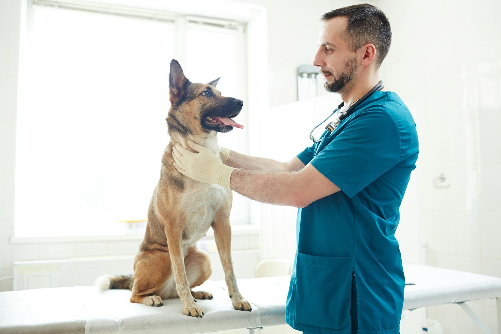 Veterinarian examining a German Shepherd on a clinic table by a bright window