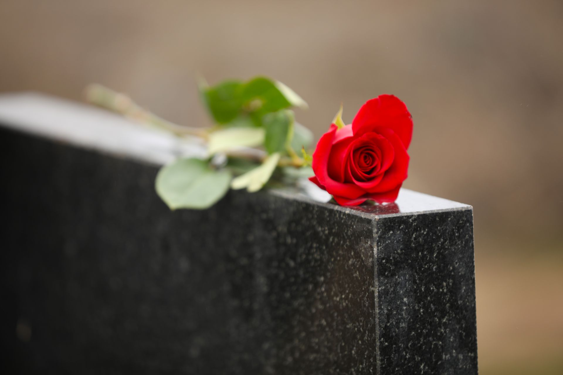 Red rose on a black granite memorial stone with a white flower in the background