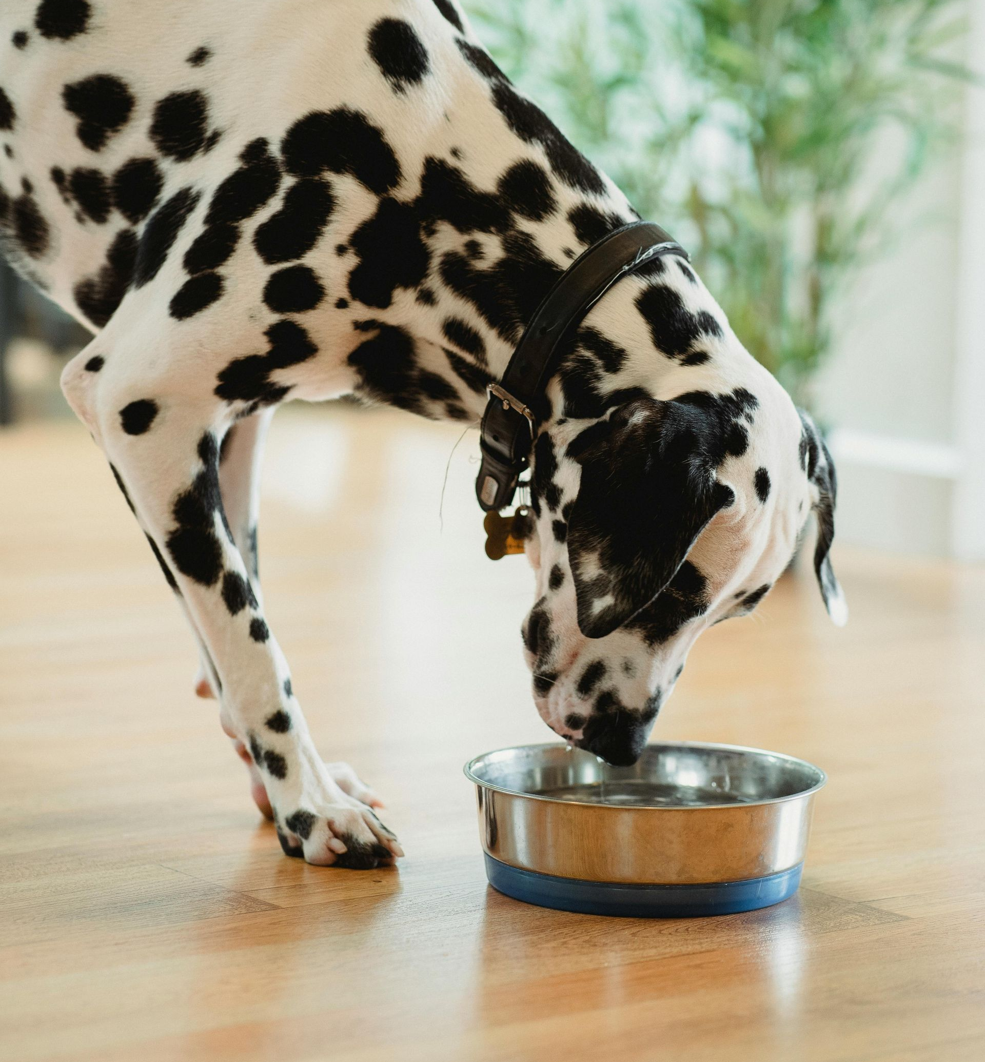 dog eating food from bowl on hardwood