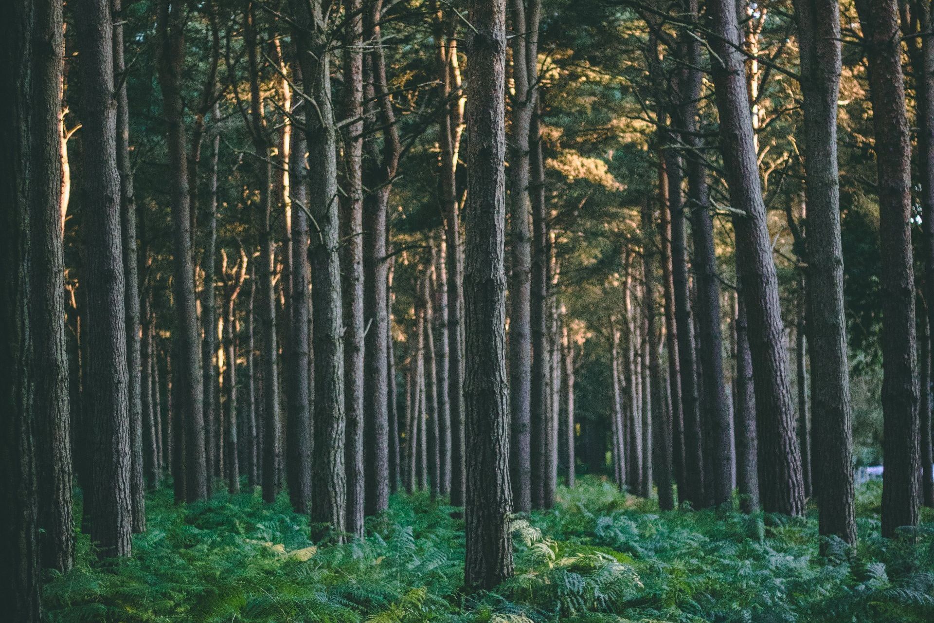 Forest of trees