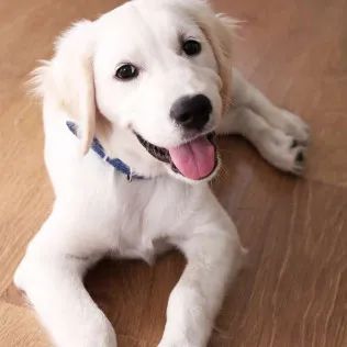 A white puppy is laying on a wooden floor with its tongue hanging out.