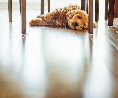 A dog is sleeping under a table on the floor.