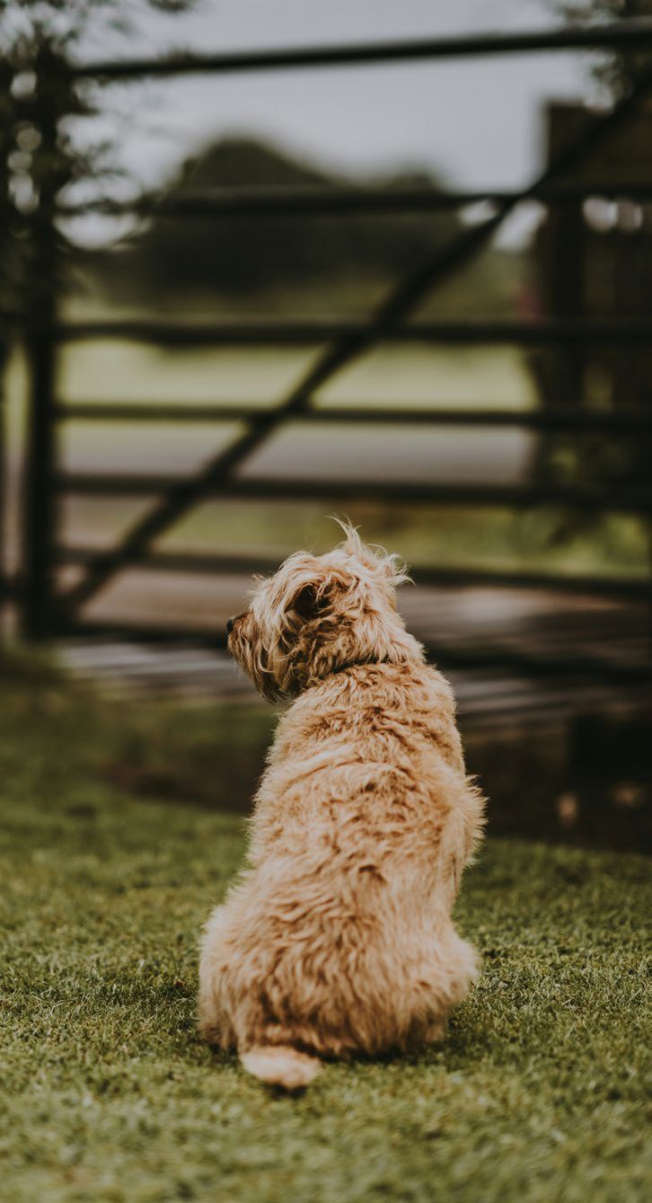 A small dog is sitting on the grass in front of a gate.