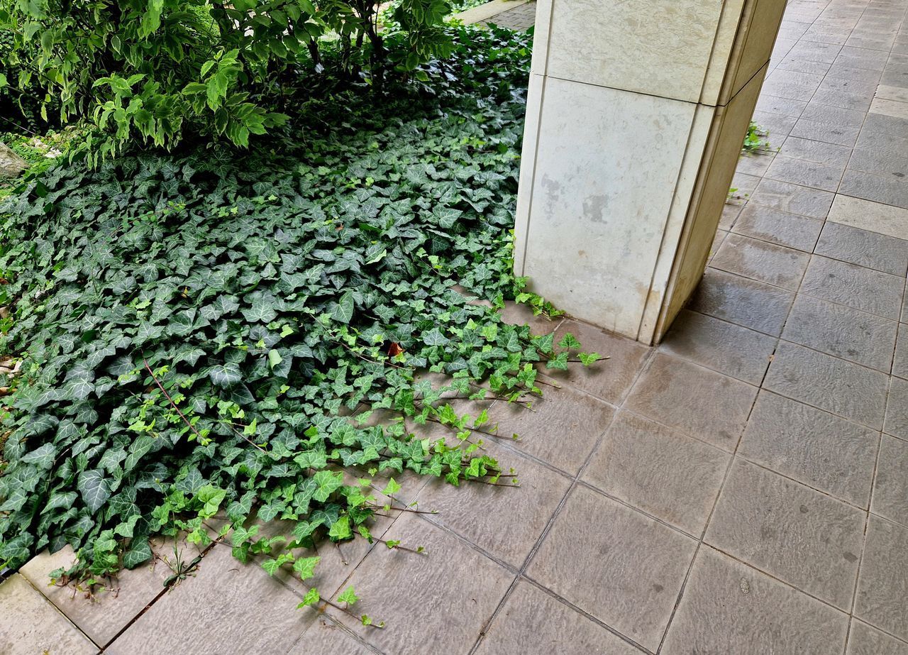 Paved walkway beside a concrete pillar, with dense green ivy and shrubs along the edge