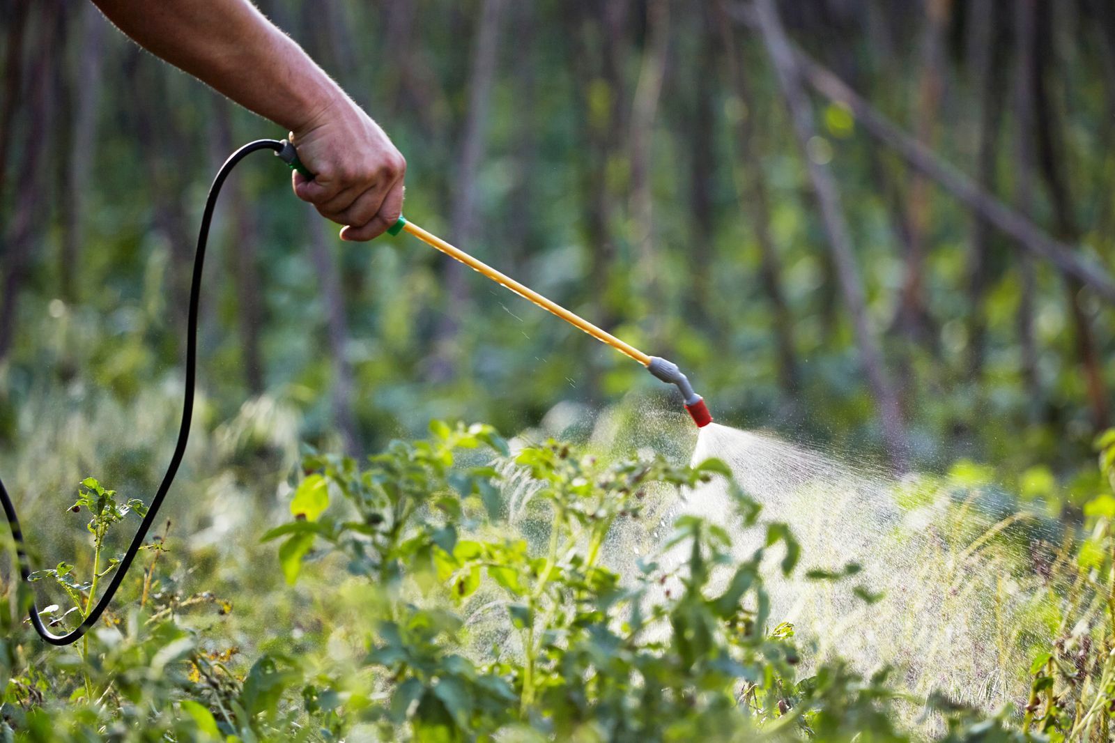 Person spraying pesticide over green crops in a field