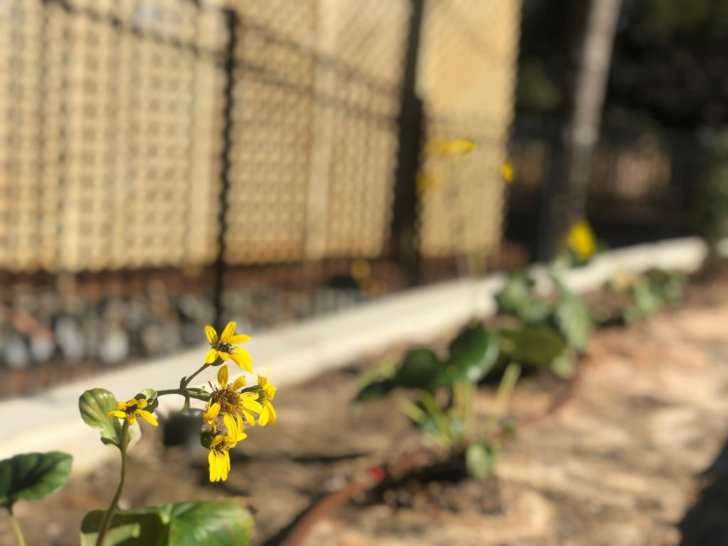 Small yellow flowers growing along a walkway beside a fence, with a shallow depth of field.