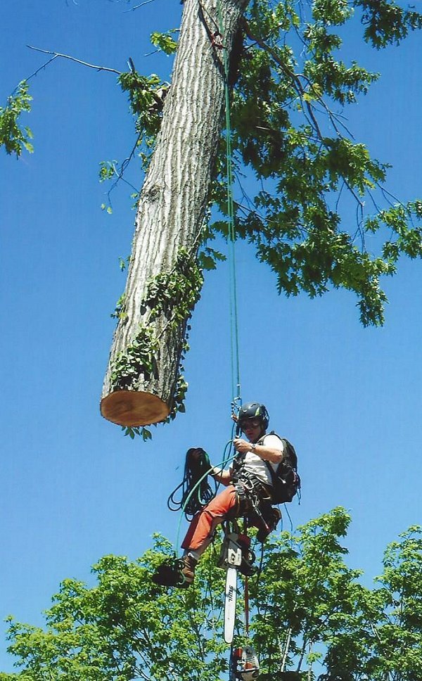 Tree Service | Hickory, NC | 828-312-3797