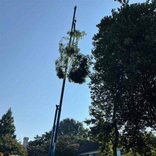 tree service