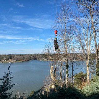 tree service