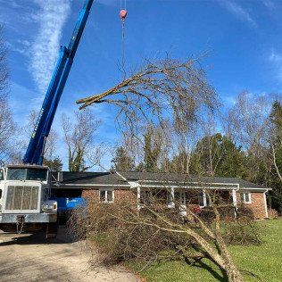 tree service