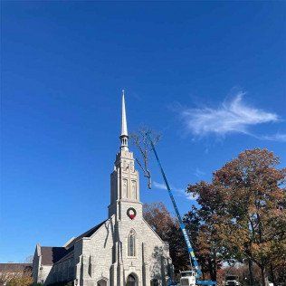 tree service