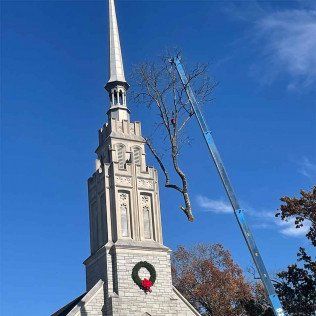 tree service