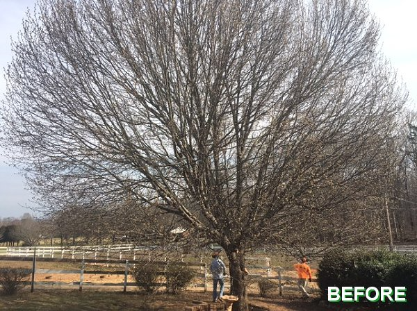 tree trimming before