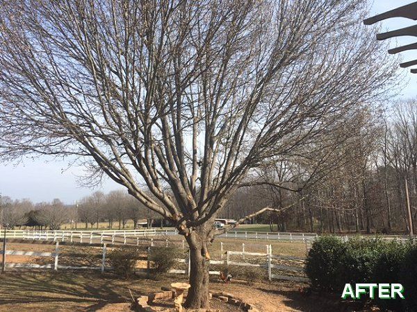 tree trimming after