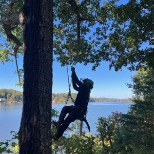 tree service