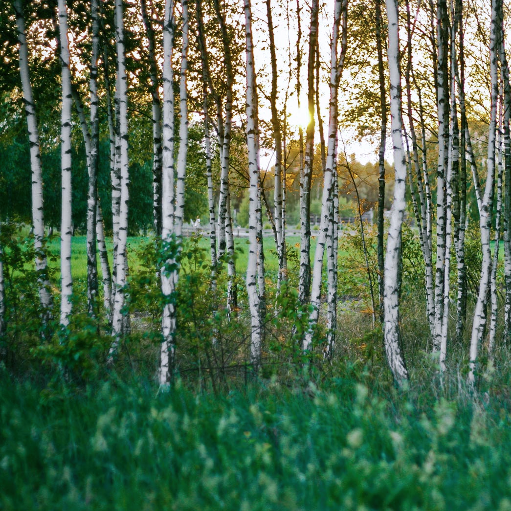 Pole Moss