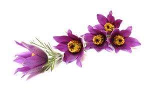 Three purple flowers with yellow centers on a white background