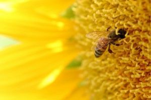 A close up of a bee on a yellow sunflower.