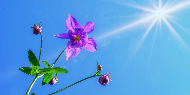 A purple flower is against a blue sky with the sun shining through it.