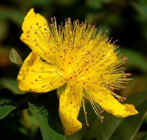 A close up of a yellow flower with a green background.