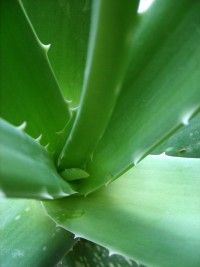 A close up of a green aloe vera plant.