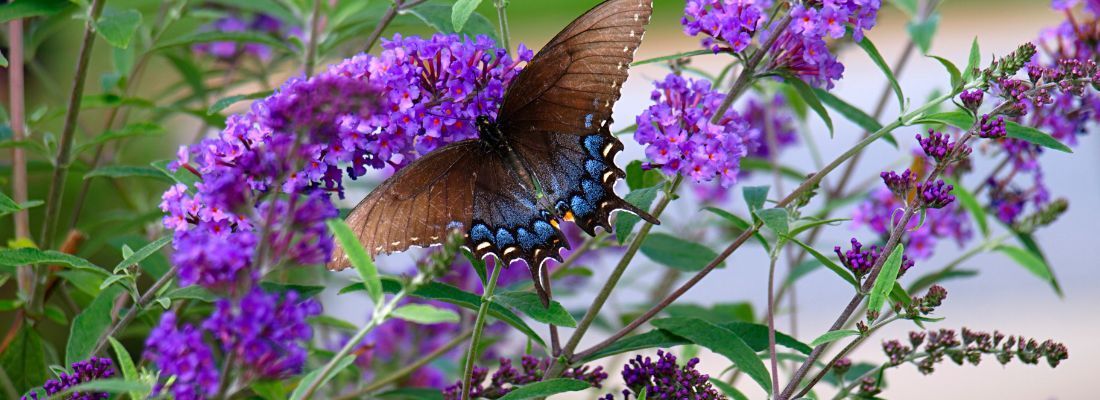 A butterfly is sitting on a purple flower.