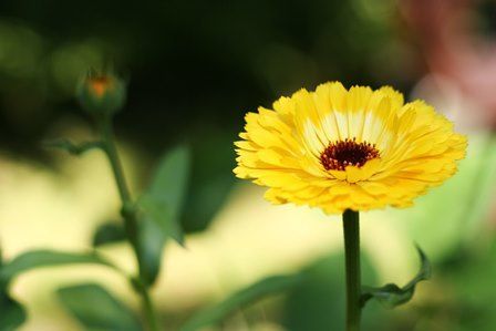 A close up of a yellow flower with a red center.