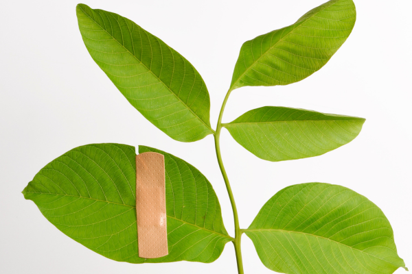 A green leaf with a bandage on it