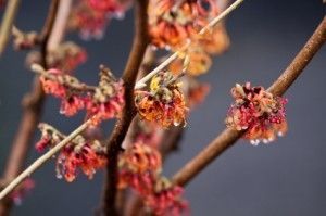 A close up of a tree branch with red flowers on it.