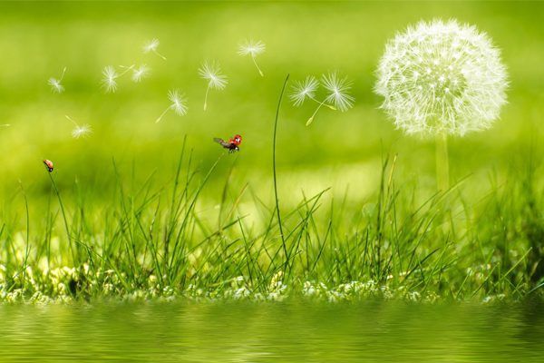 A dandelion is blowing in the wind in the grass near a body of water.