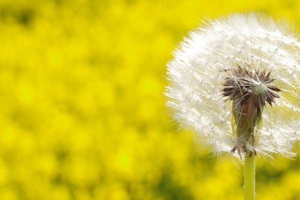 A close up of a dandelion in front of a field of yellow flowers.