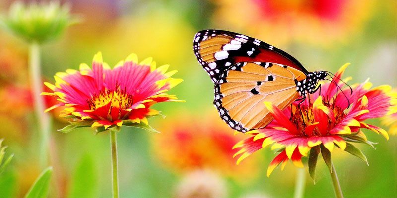 A butterfly is sitting on a pink flower in a field.