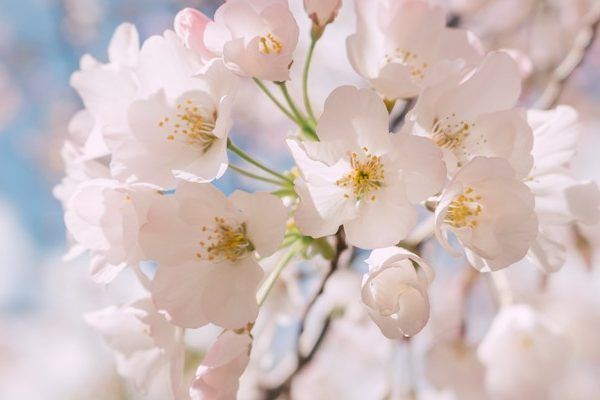 A close up of cherry blossoms on a tree branch against a blue sky.